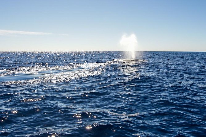 Whale Watching in Cabo San Lucas on board our Luxury Trimaran! - Why Cabo is a good place to look for whales