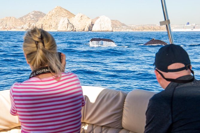 Whale Watching in Cabo San Lucas on board our Luxury Trimaran! - The two-hour route around Cabo San Lucas