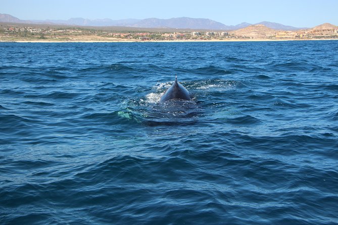 Whale Watching in Cabo San Lucas on board our Luxury Trimaran! - The scenery beyond the whales