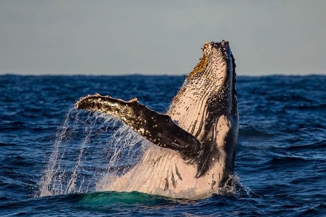 Whale Watching in Cabo San Lucas on board our Luxury Trimaran! - Handling pickup and the dock meeting point
