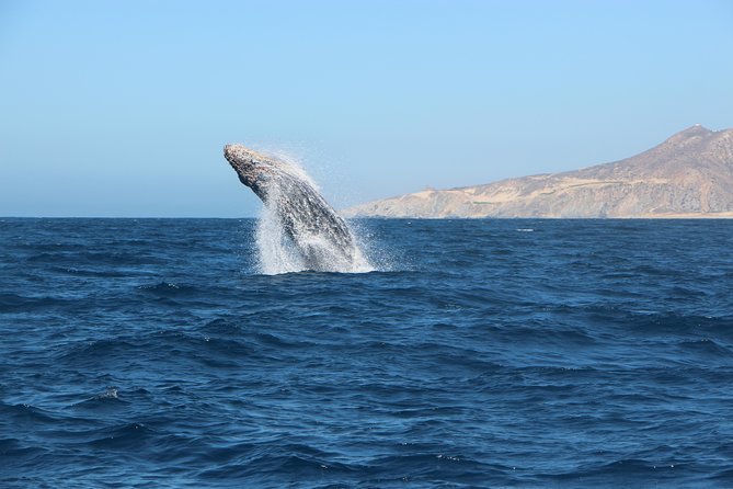 Whale Watching in Cabo San Lucas on board our Luxury Trimaran! - Sea conditions and the wildlife guarantee