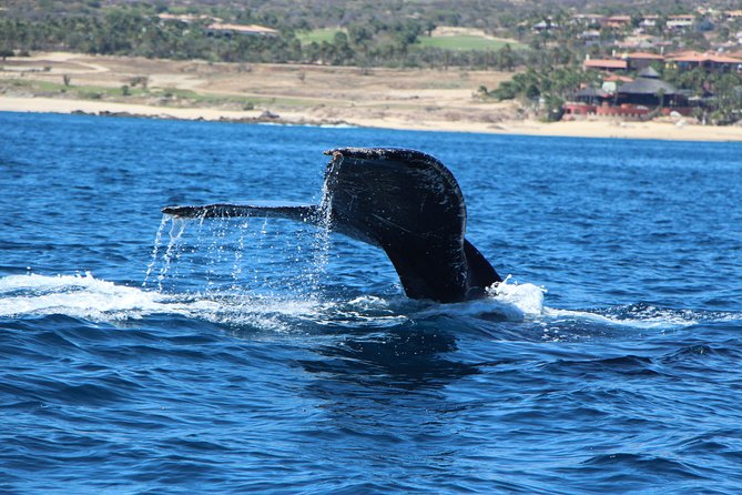 Whale Watching in Cabo San Lucas on board our Luxury Trimaran! - Boarding a trimaran with room to watch