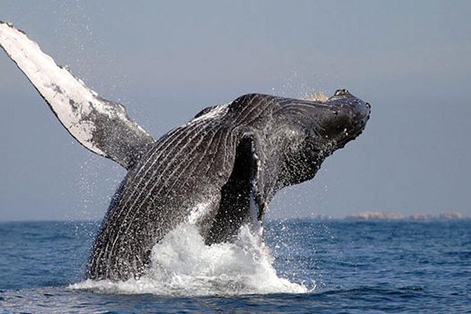 Whale Watching in Cabo San Lucas: Sightseeing Cruise and Shopping - Why the whale watching is the real reason to go