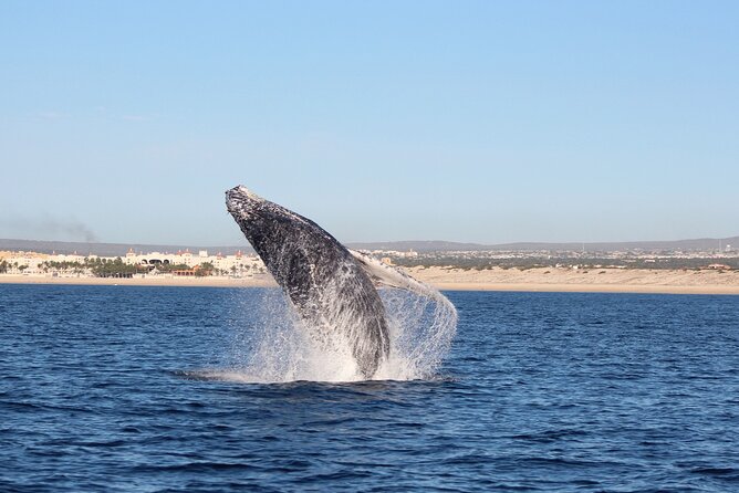 Whale Watching in Cabo San Lucas: Sightseeing Cruise and Shopping - Tequila tasting adds a distinctly Mexican pause