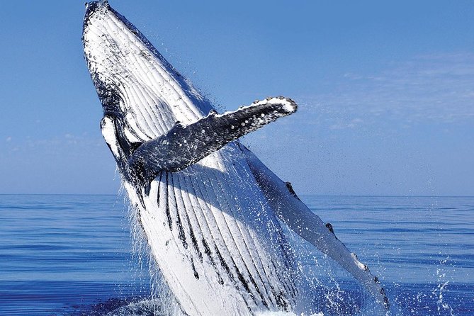 Whale Watching in Cabo San Lucas: Sightseeing Cruise and Shopping - Shopping time is useful, but keep your expectations modest