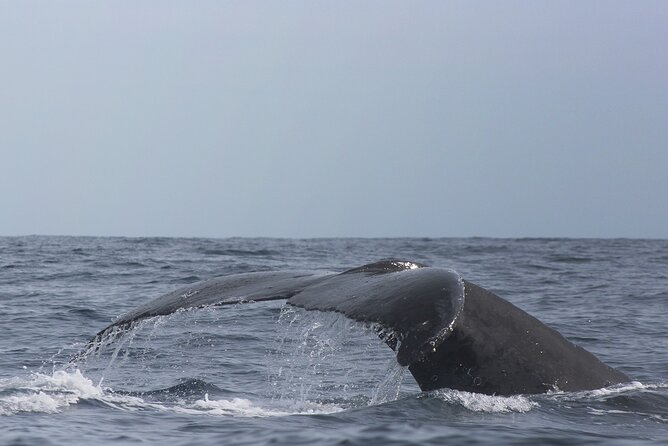 Whale Watching in Cabo San Lucas: Sightseeing Cruise and Shopping - Hotel pickup makes the half-day easier