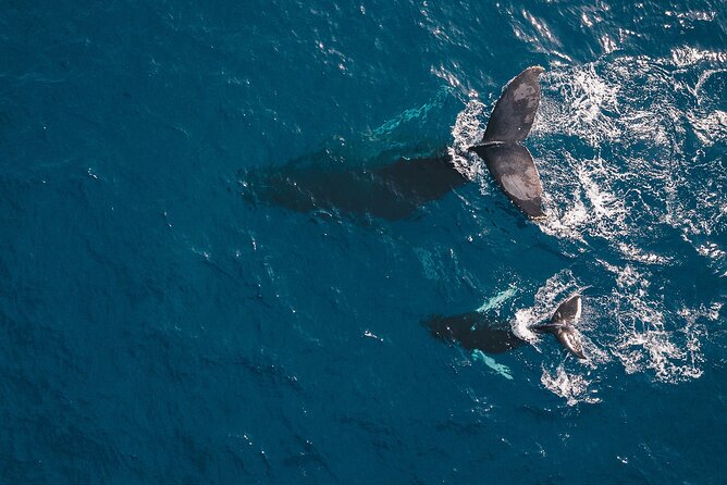 Whale Watching in Cabo San Lucas: Sightseeing Cruise and Shopping - Who will enjoy this tour most
