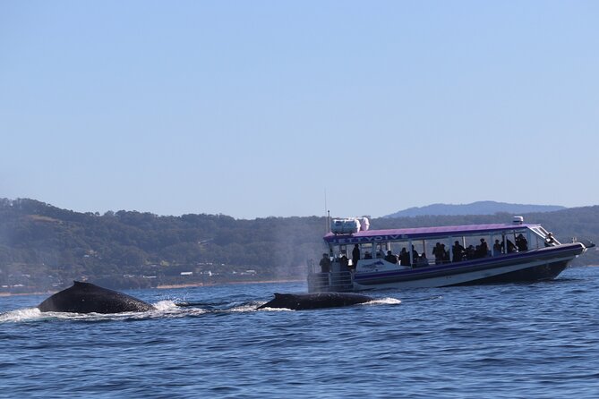 Whale Watching in Coffs Harbour - Reaching the whales within minutes of Coffs Harbour