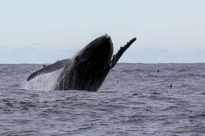 Whale Watching in Coffs Harbour - What the 90-minute itinerary feels like