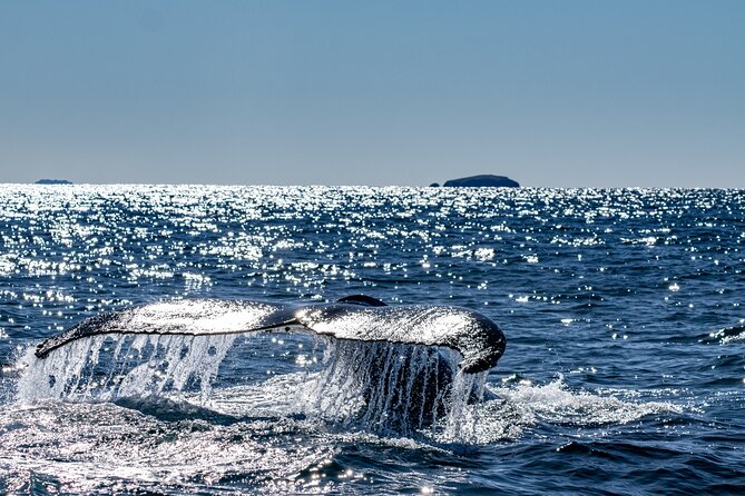 Whale Watching in Coffs Harbour - Mega Wild’s design and viewing comfort