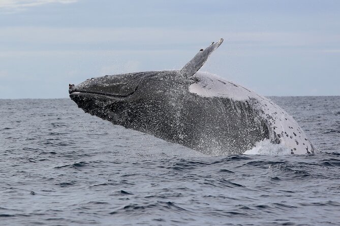 Whale Watching in Coffs Harbour - Is $64.55 a fair price?