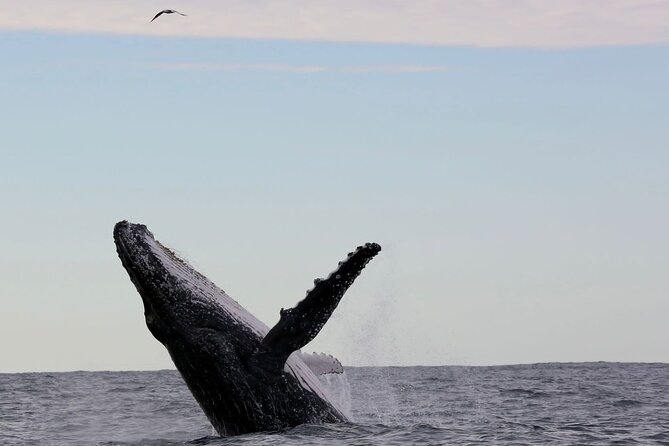 Whale Watching in Coffs Harbour - Why the fast boat matters for whale watching