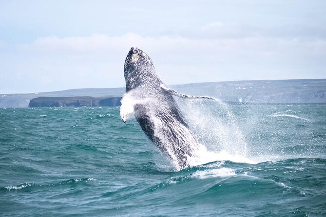 Whale Watching in Husavik - What you might see in three hours