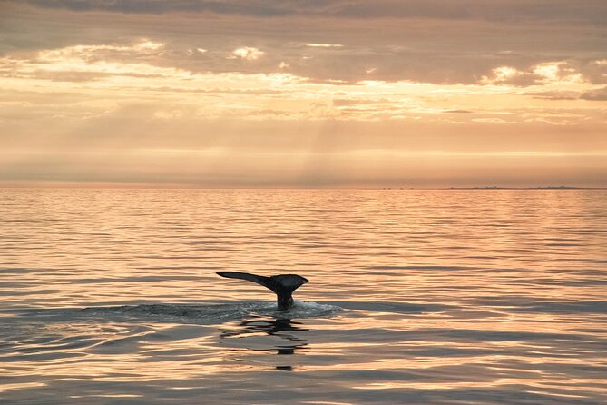 Whale Watching in Husavik - How the $113 price works for you