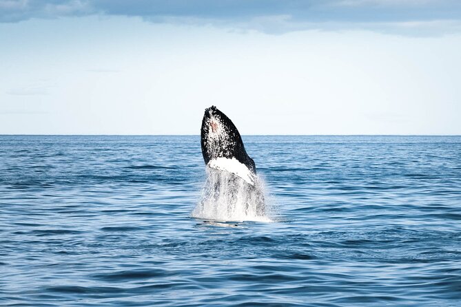 Whale Watching in Husavik - Who will enjoy this boat trip most