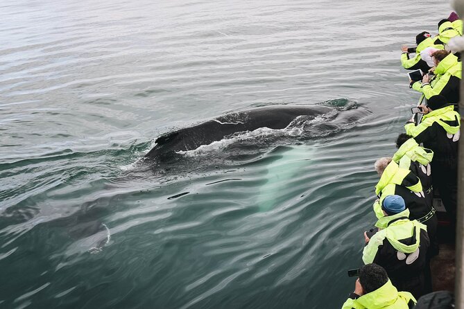 Whale Watching in Husavik - The crew and the value of good guiding