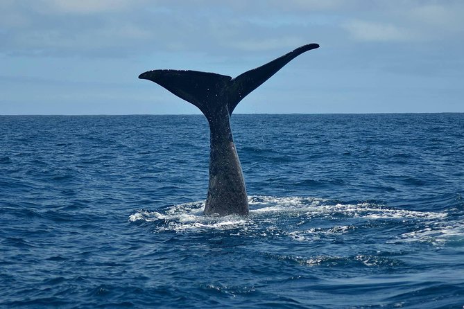Whale Watching in Kaikoura by Boat - Key points to know before you go