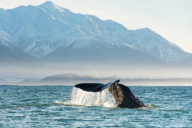 Whale Watching in Kaikoura by Boat - Why Kaikoura is such a good whale-watching base