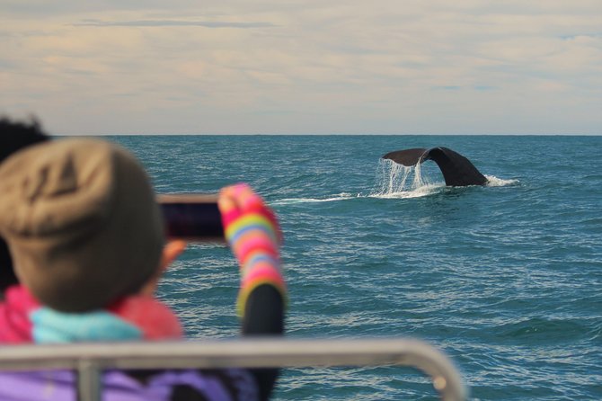 Whale Watching in Kaikoura by Boat - The run offshore and the first wildlife
