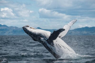 Whale Watching in Kaikoura by Boat