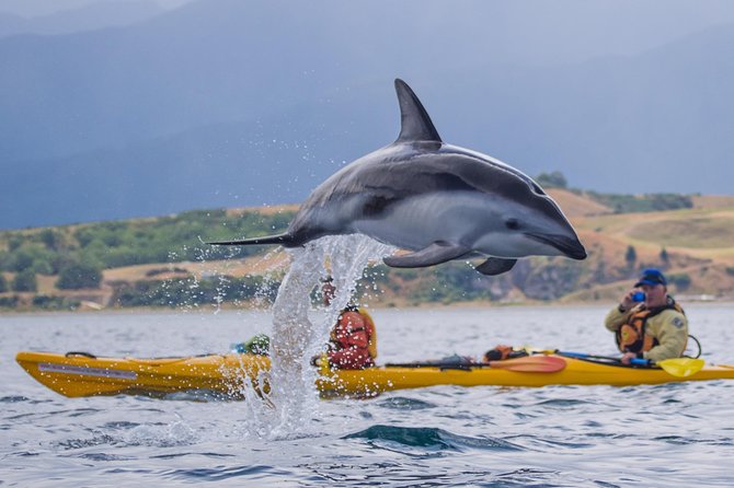Whale Watching in Kaikoura by Boat - Meeting a sperm whale in open water