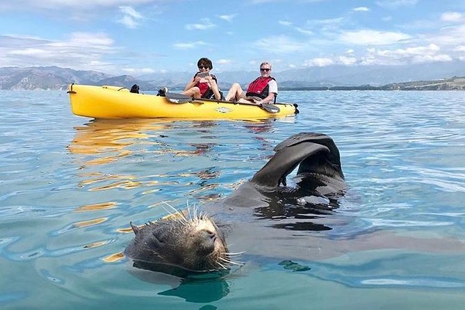 Whale Watching in Kaikoura by Boat - Dolphins, seals, and seabirds on the way home
