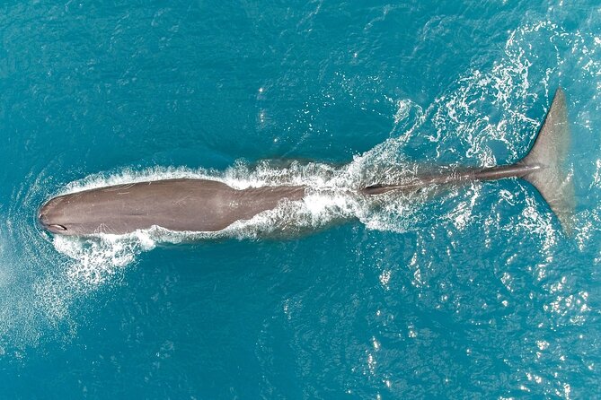 Whale Watching in Kaikoura by Boat - Seasickness deserves serious attention