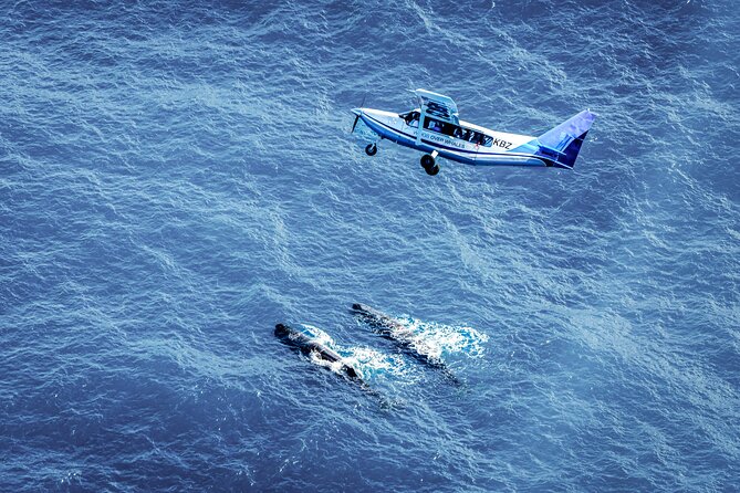 Whale Watching in Kaikoura - Ultimate Experience - Why seeing Kaikoura from the air changes the whale experience