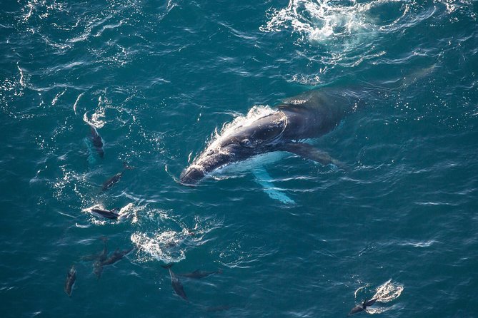 Whale Watching in Kaikoura - Ultimate Experience - The short flight over the coastline