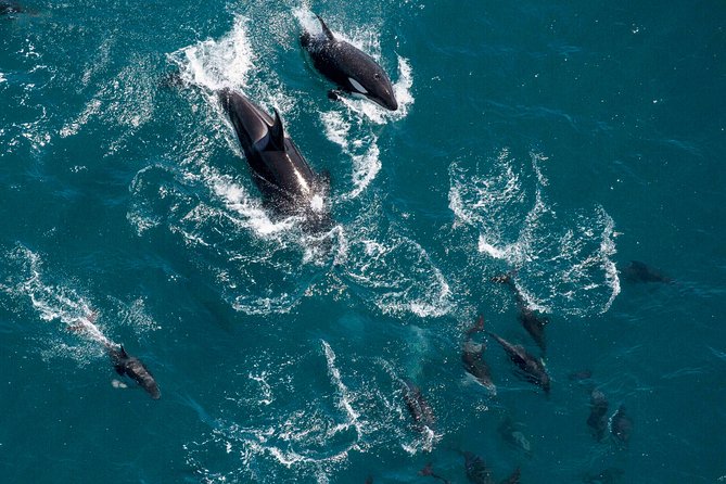 Whale Watching in Kaikoura - Ultimate Experience - Looking for sperm whales, dolphins, and migrating species