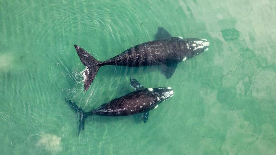 Whale Watching in La Paz – Gray Whale Encounter - Key points to know before booking