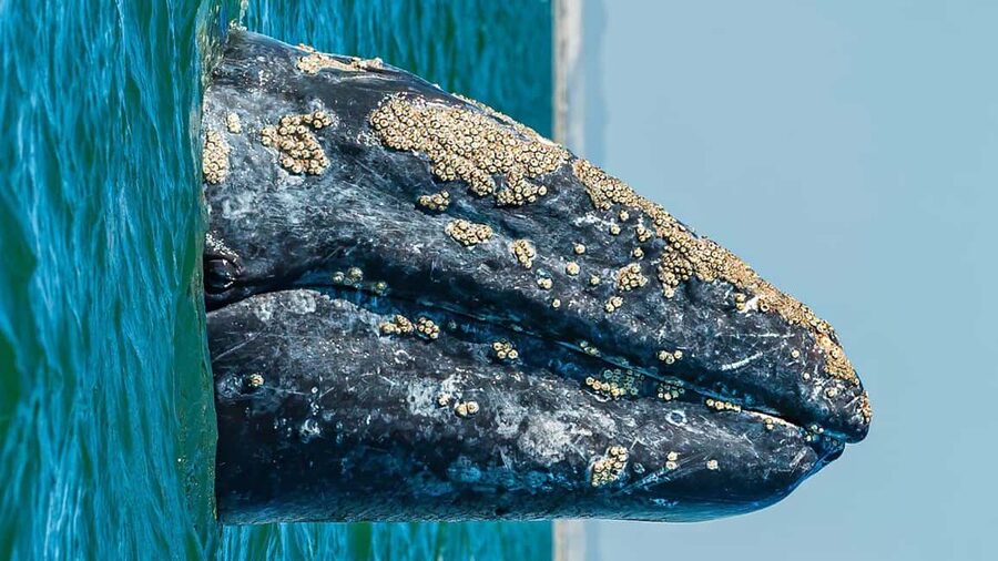 Whale Watching in La Paz – Gray Whale Encounter - Who should book this whale-watching day