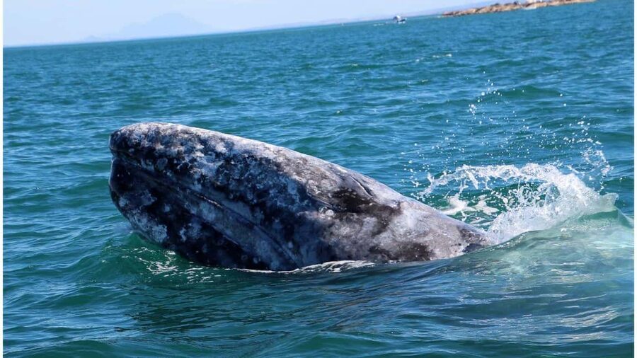 Whale Watching in La Paz – Gray Whale Encounter - The two-hour ride to Magdalena Bay