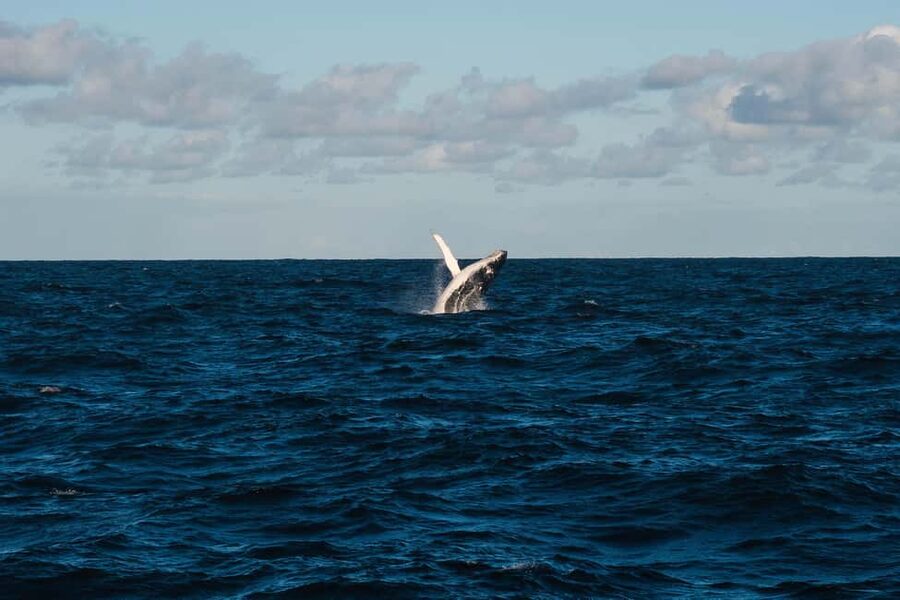 Whale Watching in La Paz – Gray Whale Encounter - What the whale encounter can really be like
