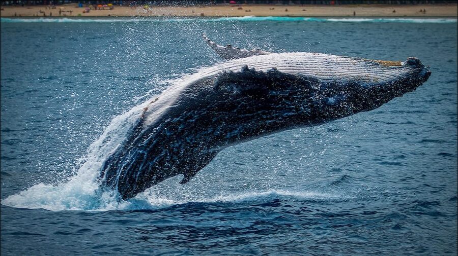 Whale Watching in La Paz – Gray Whale Encounter - The return to La Paz and the real length of the day