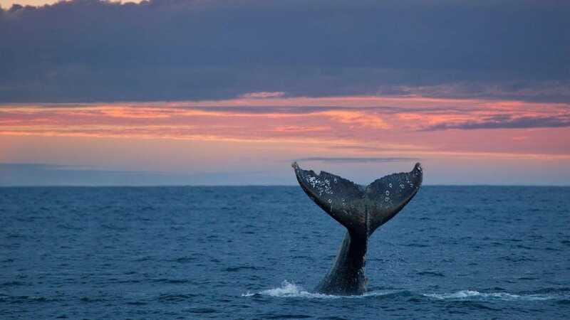 Whale Watching in La Paz – Gray Whale Encounter - Is $169 a fair price?