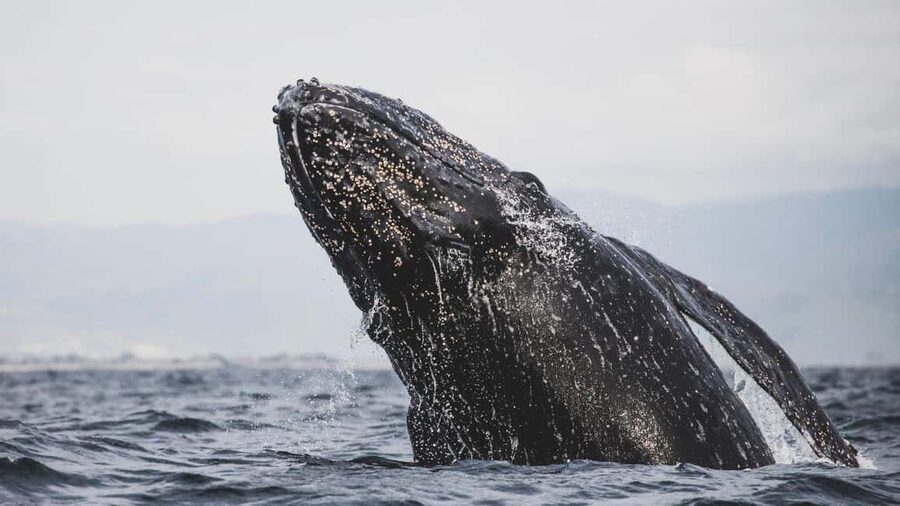 Whale Watching in La Paz – Gray Whale Encounter - The early pickup and breakfast stop