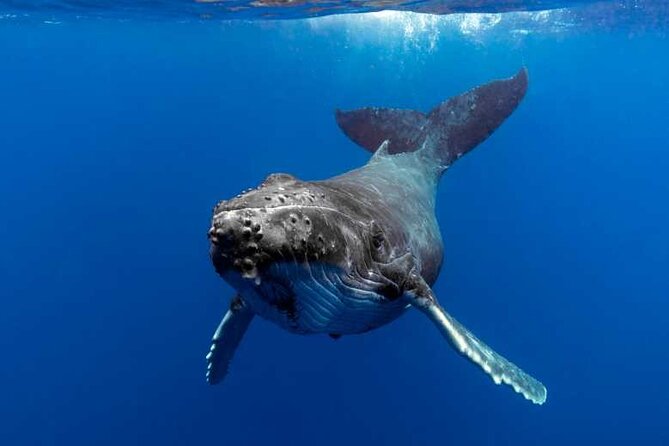 Whale watching in Moorea - Key points to know before you book