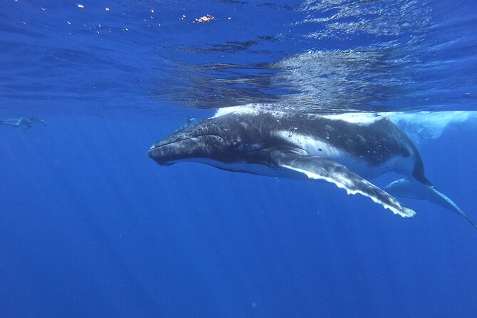 Whale watching in Moorea - Moorea’s humpback season sets the schedule