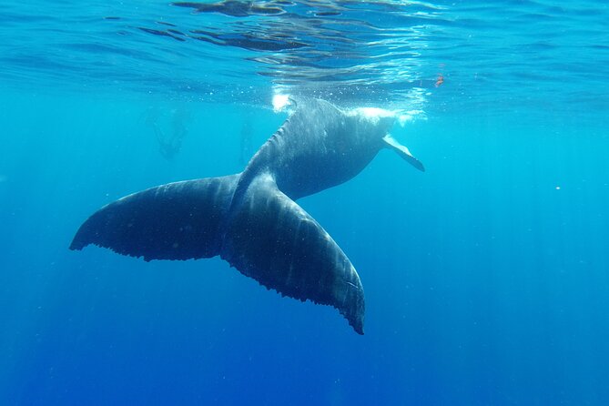 Whale watching in Moorea - A small boat helps, but groups may still split