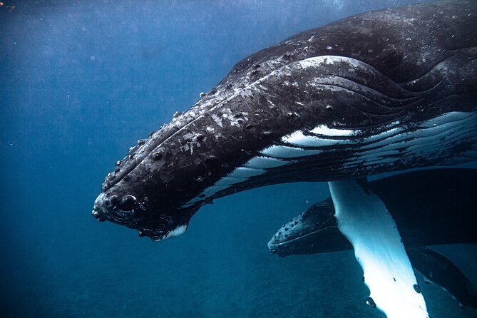 Whale watching in Moorea - Practical details for a smoother morning