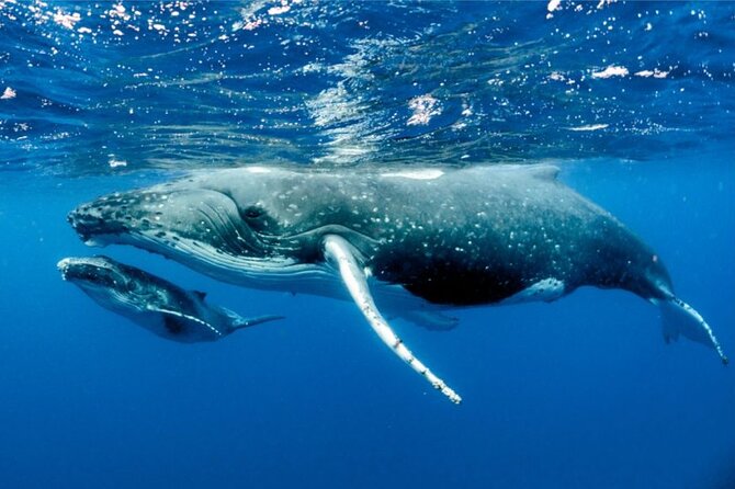 Whale watching in Moorea - The open ocean is where the real adventure begins