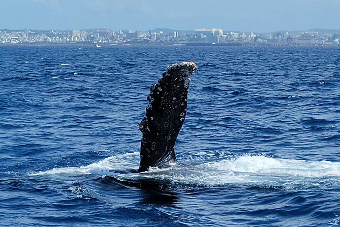 Whale Watching in Okinawa From Naha or Chatan - The boat ride toward Keramashoto National Park