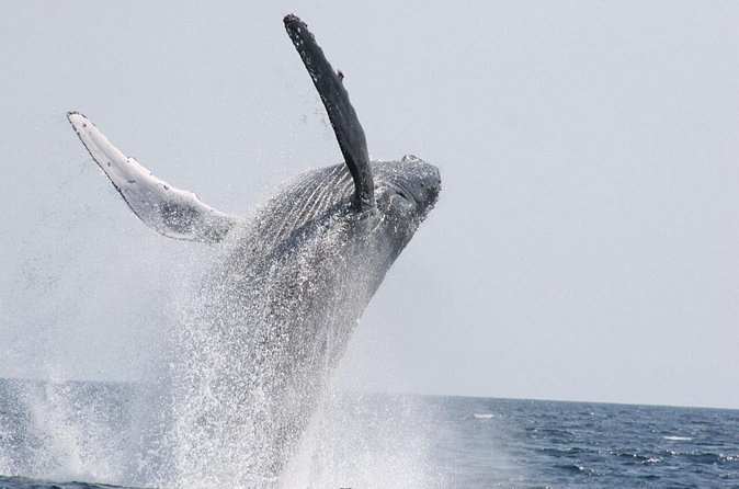 Whale Watching in Okinawa From Naha or Chatan - Is $39.64 a fair price?