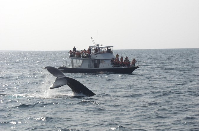 Whale Watching in Okinawa From Naha or Chatan - Who will get the most from this trip?
