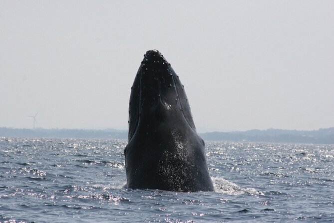 Whale Watching in Okinawa From Naha or Chatan - Booking, pickup, and cancellation details