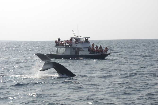 Whale Watching in Okinawa From Naha or Chatan - Should you book the Okinawa whale watch?