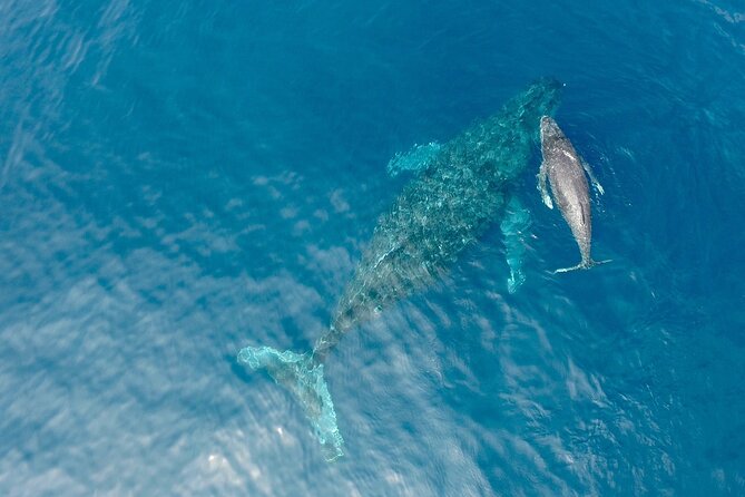 Whale Watching in Okinawa From Naha or Chatan - Humpback whales and the best kind of luck