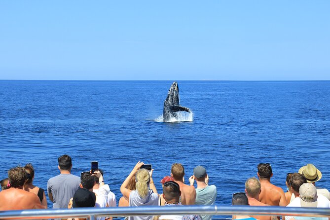 Whale Watching in Puerto Vallarta - Searching for whales across the bay
