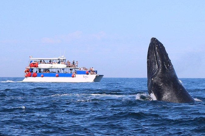Whale Watching in Puerto Vallarta - Food, drinks, and the open-bar tradeoff